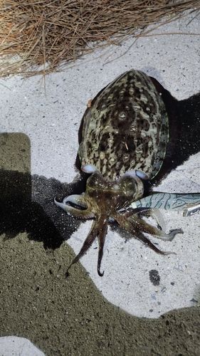 モンゴウイカの釣果