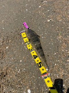マゴチの釣果