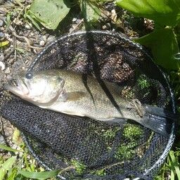 ブラックバス