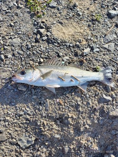 スズキの釣果