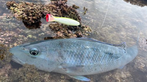 アオチビキの釣果