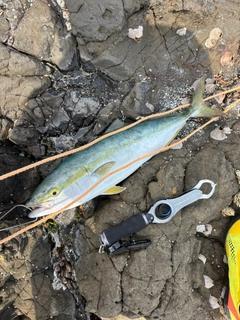 イナダの釣果