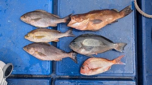 イサキの釣果