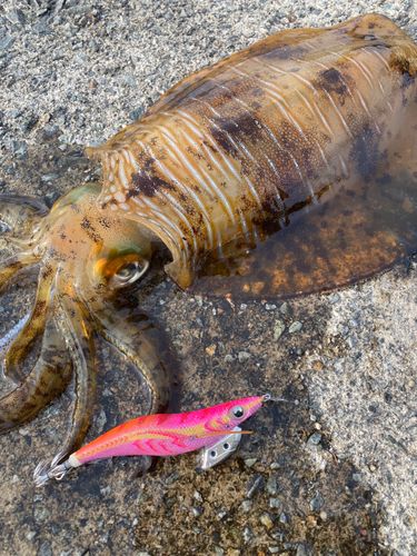アオリイカの釣果