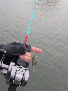アカカマスの釣果