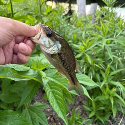 ラージマウスバス