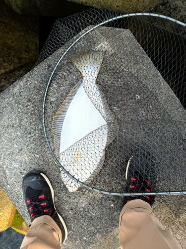 ヒラメの釣果