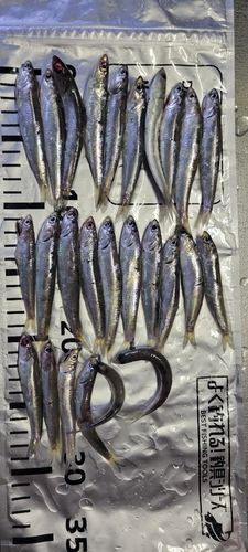 カタクチイワシの釣果