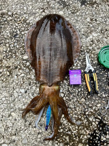 アオリイカの釣果