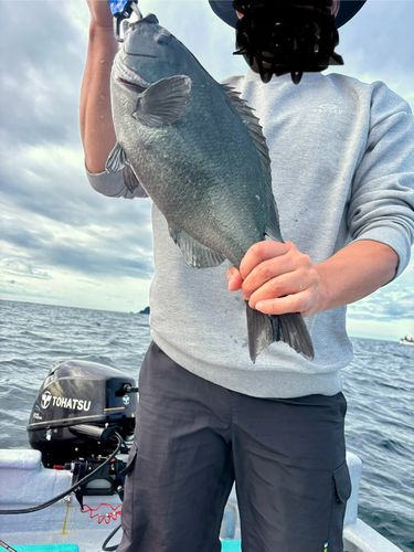 オナガグレの釣果