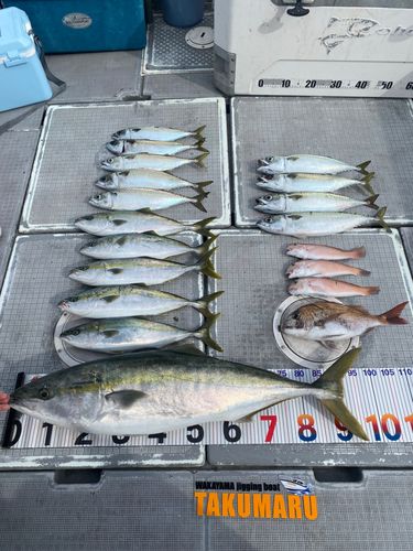 ブリの釣果