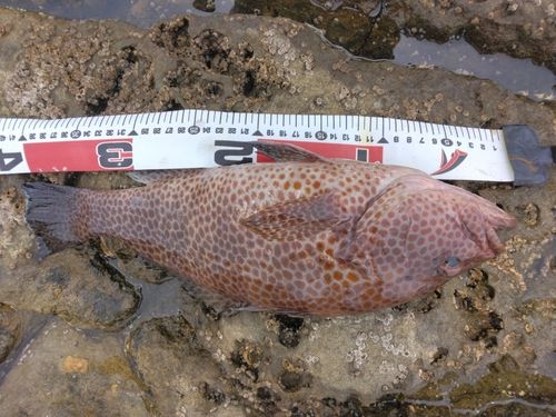 オオモンハタの釣果