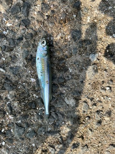 トウゴロウイワシの釣果