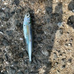 トウゴロウイワシ