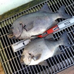 イシダイ