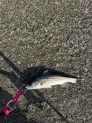 セイゴ（マルスズキ）の釣果