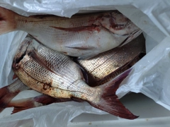 マダイの釣果