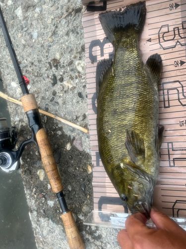 スモールマウスバスの釣果