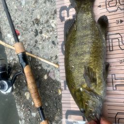 スモールマウスバス