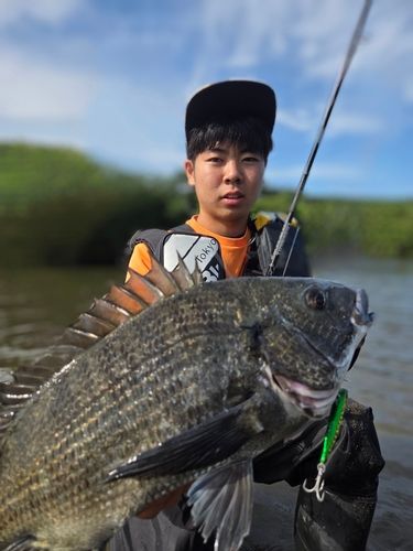チヌの釣果