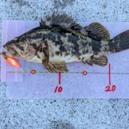 オウゴンムラソイ