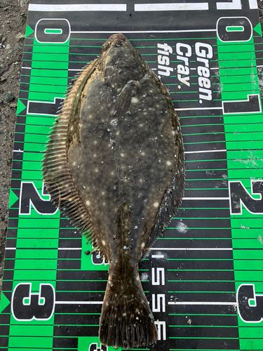 カレイの釣果