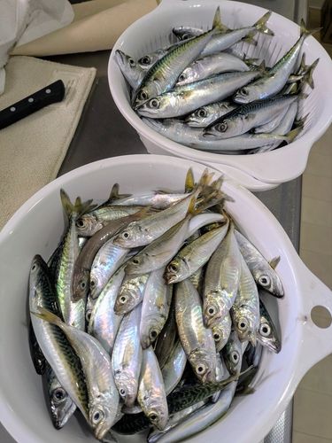 アジの釣果