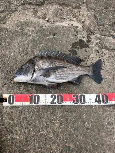 クロダイの釣果
