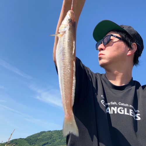 キスの釣果