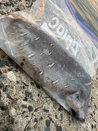 モンゴウイカの釣果