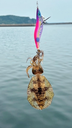 ミズイカの釣果