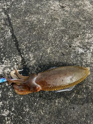 コウイカの釣果