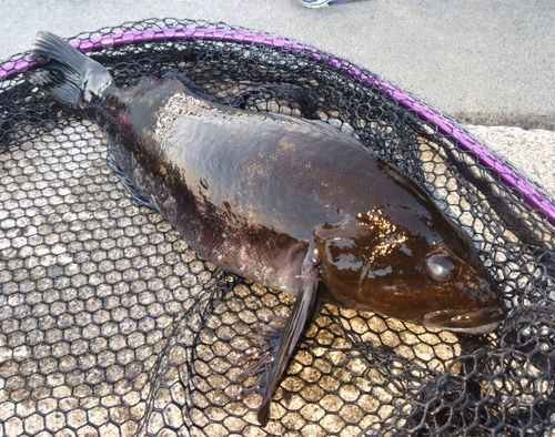 アイナメの釣果