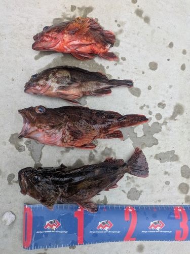 カサゴの釣果