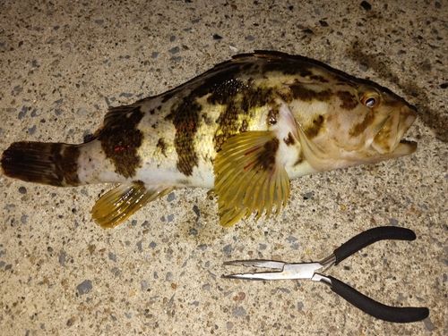 ベッコウゾイの釣果