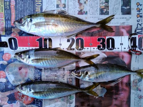 アジの釣果