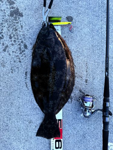 ヒラメの釣果
