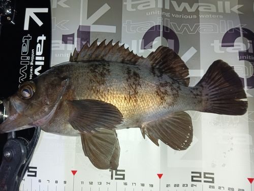 メバルの釣果
