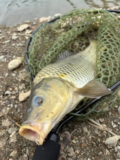 コイの釣果