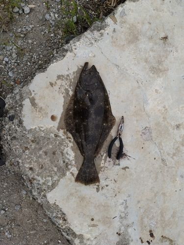 ヒラメの釣果
