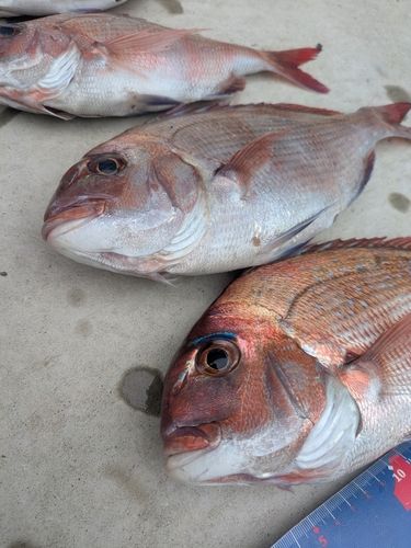 マダイの釣果