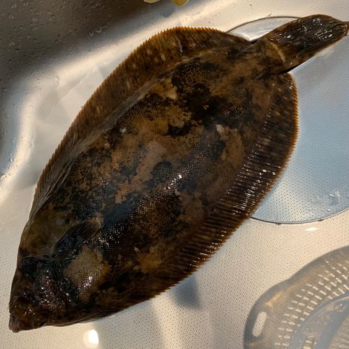 ババガレイの釣果