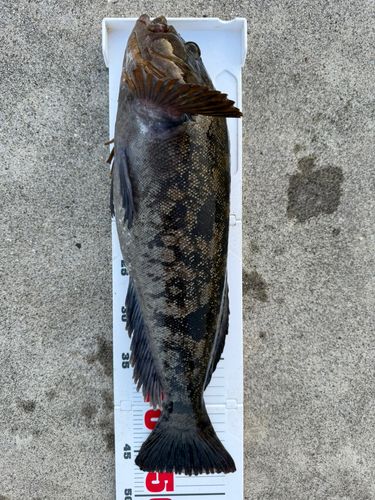 アイナメの釣果