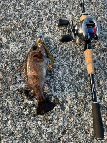 シロメバルの釣果