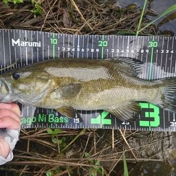 スモールマウスバス