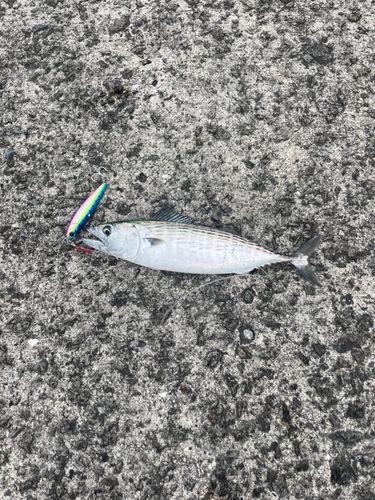 ハガツオの釣果