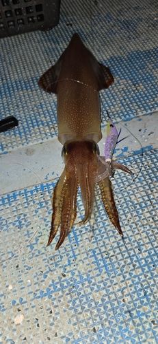 スルメイカの釣果