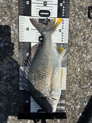 キビレの釣果