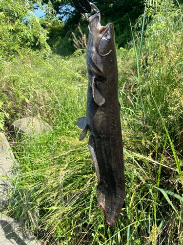 ナマズの釣果