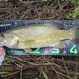 スモールマウスバス